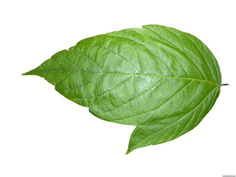 leaf png|Leaf Transparent Png Images .